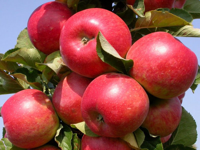 Районированные яблони собственного производства Районированные яблони собственного производства