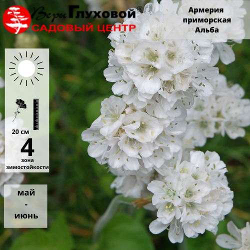Армерия приморская Альба