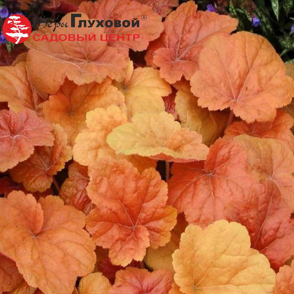 Гейхера (Heuchera) Соутерн Комфорт