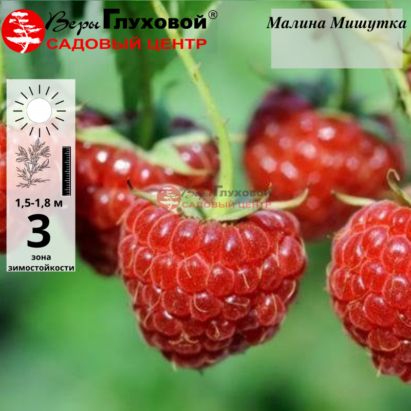Малина Мишутка