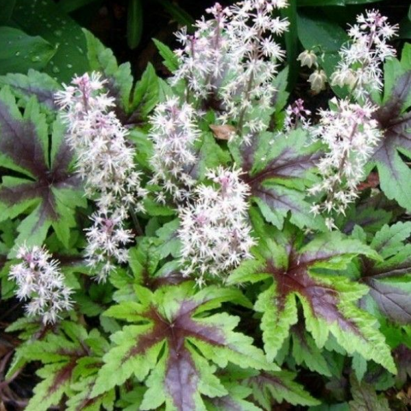 Тиарелла сердцелистная Шуга энд Спайс