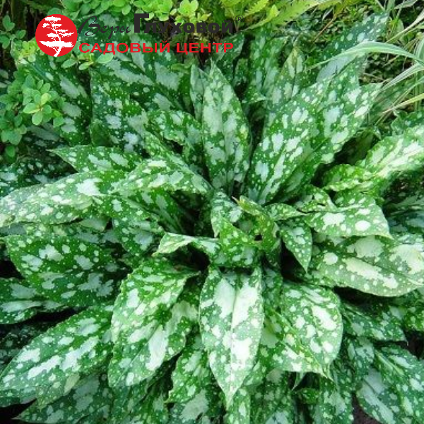 Медуница гибридная Миссис Киттл