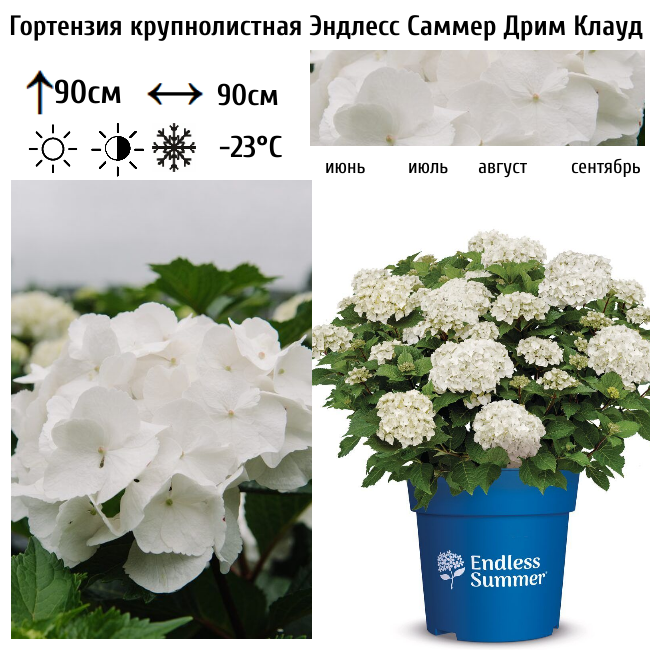 Гортензия крупнолистная &amp;quot;Эндлесс Саммер Дрим Клауд