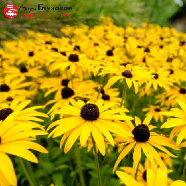 Рудбекия блестящая Гольдштурм