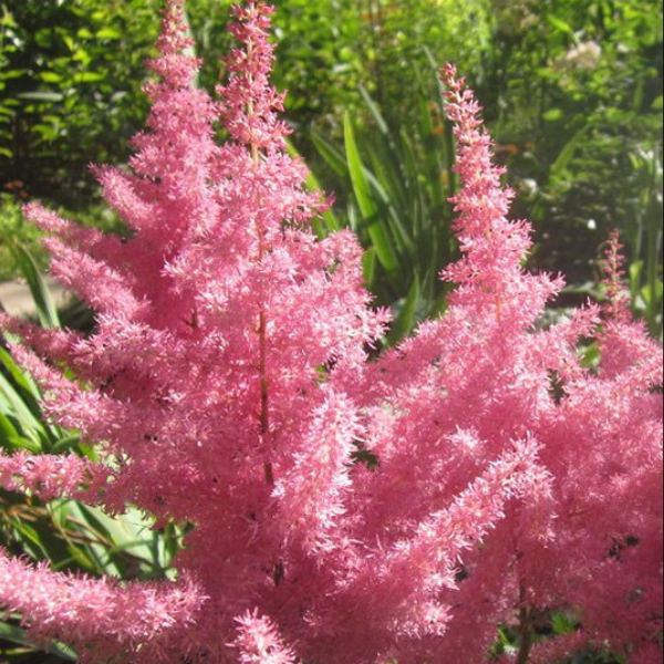 Астильба Арендса Анита Пфайфер