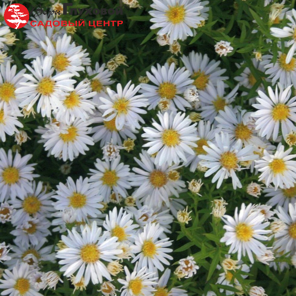 Астра кустарниковая Аполло