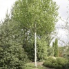 Береза полезная (Betula utilis) Дооренбос 20/25 450-500 С160 СП/24