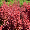 Барбарис Тунберга "Венис" на фото