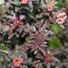 Пузыреплодник калинолистный (Physocarpus opulifolius) Литтл Девил С3 СП/25
